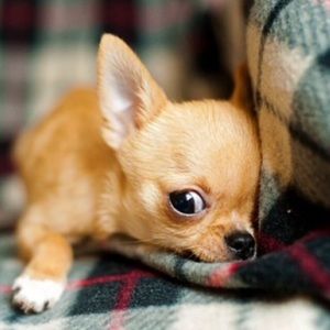 Meet your Posher, Pat